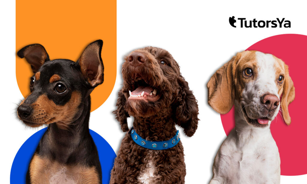 Curso de adiestramiento canino: clases online gratuitas