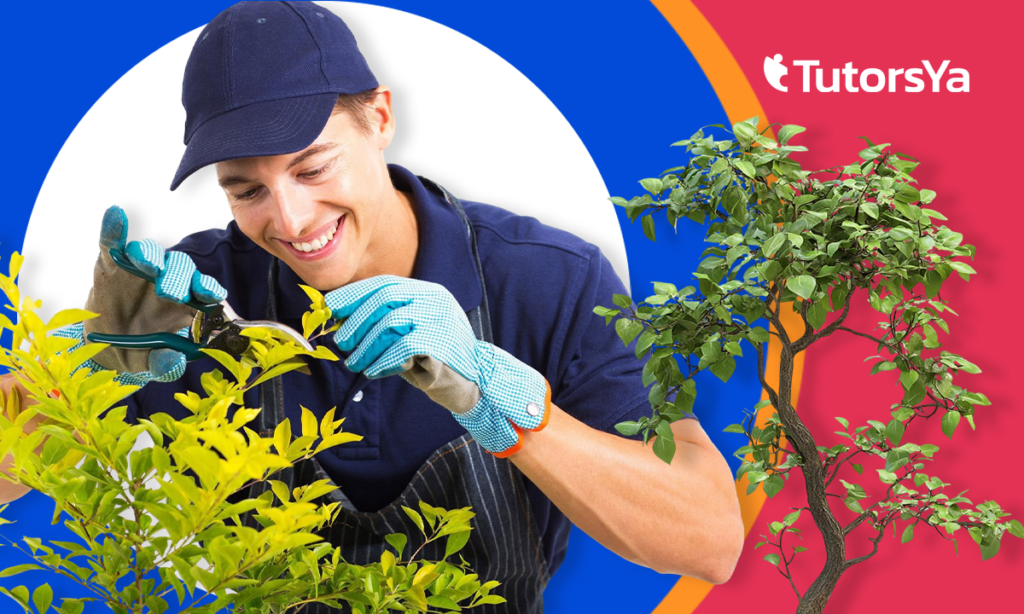 Aprende a trabajar con árboles con un curso gratis
